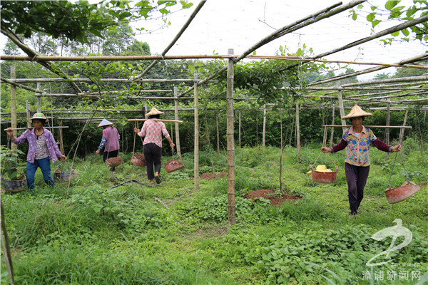 【漳浦】石榴:合作社种植百香果 科学管理效益