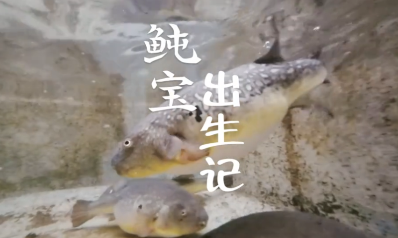 漳浦丨鲀宝出生记，萌翻了！